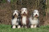BEARDED COLLIE 362